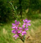 Geflügelter Blutweiderich - Lythrum alatum