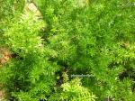 Zier-Spargel - Asparagus densiflorus