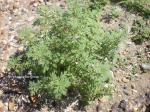 : - Leucospora multifida