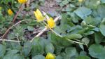 Winterling - Eranthis hyemalis