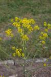 Färberwaid - Isatis tinctoria