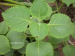 Garabu - Plectranthus amboinicus