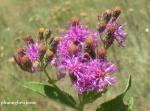 :-Vernonia baldwinii