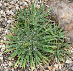 : - Agave schidigera