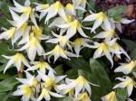 : - Erythronium multiscapideum