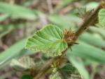 : - Melochia spicata