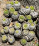 : - Echinopsis schickendantzii