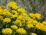 : - Eriophyllum confertiflorum