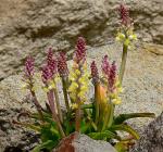 : - Lachenalia pallida