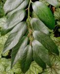 : - Leucothoe axillaris