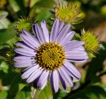 : - Aster pekinensis