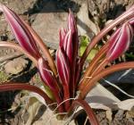 :-Crinum kirkii