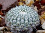 : - Copiapoa cinerea var. columna-alba