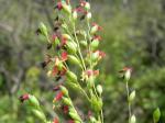 : - Paspalum lineare