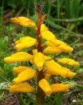 : - Lachenalia aloides