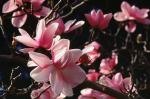 : - Magnolia campbellii
