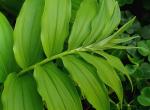 : - Maianthemum racemosum subsp. amplexicaule