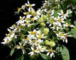 : - Montanoa leucantha var. arborescens