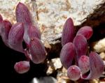 Kleine Gurken - Othonna capensis