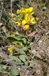 : - Chamaecrista conferta
