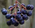 : - Parathesis chiapensis