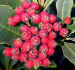 : - Photinia prionophylla