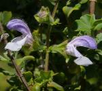 : - Salvia africana-caerulea