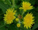 Stängellose Gänsedistel - Sonchus acaulis