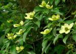 Benthams Hartriegel - Cornus capitata