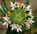 Großblumige Leimsaat - Collomia grandiflora