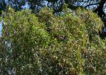 : - Escallonia herrerae