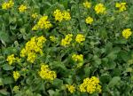: - Aurinia corymbosa