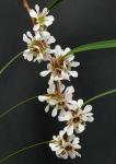 : - Agonis flexuosa