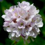 : - Armeria denticulata