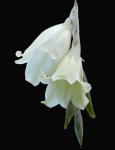 : - Dierama luteoalbidum