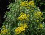 : - Gonospermum canariense