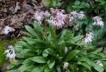 : - Heloniopsis umbellata
