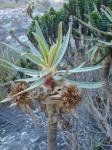 : - Lychnophora sellowii