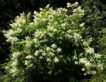 Rispen-Hortensie-Hydrangea paniculata