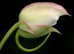 : - Impatiens sodenii