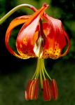 : - Lilium pardalinum subsp. pitkinense