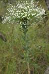 : - Paepalanthus giganteus
