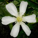 : - Clematis hexapetala
