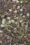 Echtes Löffelkraut - Cochlearia officinalis