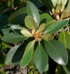 : - Pachystegia insignis