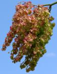: - Rumex lunaria