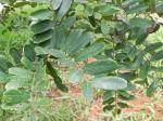 : - Platypodium elegans