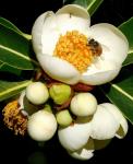 : - Schima sinensis
