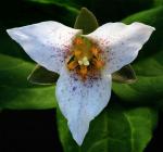 : - Trillium rivale