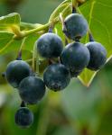 : - Vaccinium gaultheriifolium
